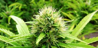 Cannabis Industry Experiencing Massive New Entries