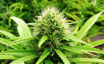 Cannabis Industry Experiencing Massive New Entries