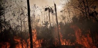 Deforestation a cause of Amazon fires: Some Scientists Saw it coming 20 years ago