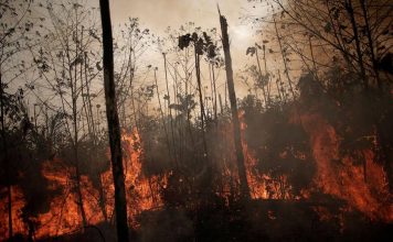 Deforestation a cause of Amazon fires: Some Scientists Saw it coming 20 years ago