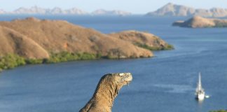 Indonesia to Close Komodo Island