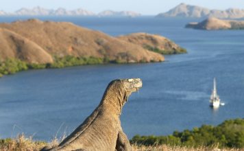 Indonesia to Close Komodo Island